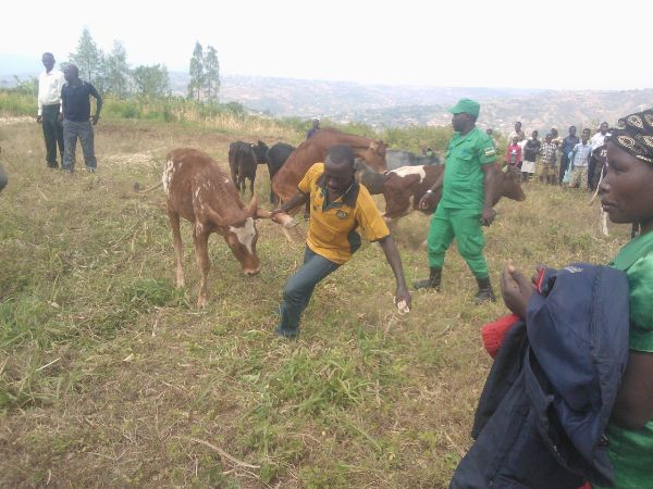 Umuturage uhawe inka yahitaga ayitwara.