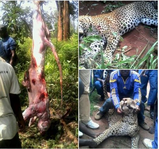 Ingwe yari igiye kurya umupolisi yahuye n’uruva gusenya iba ariyo iribwa