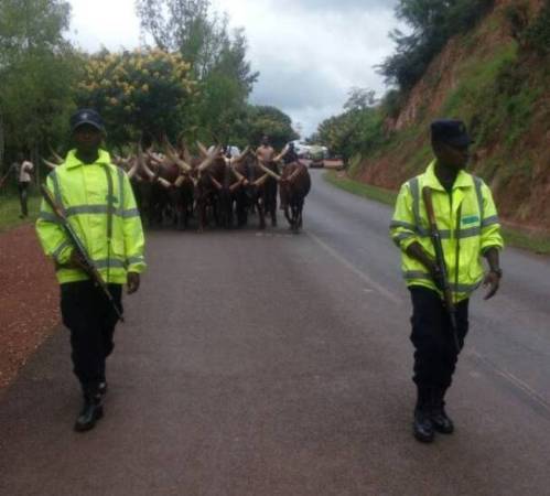 Umunyatanzaniya arashimira Polisi y’u Rwanda yamufashije kubona inka ze