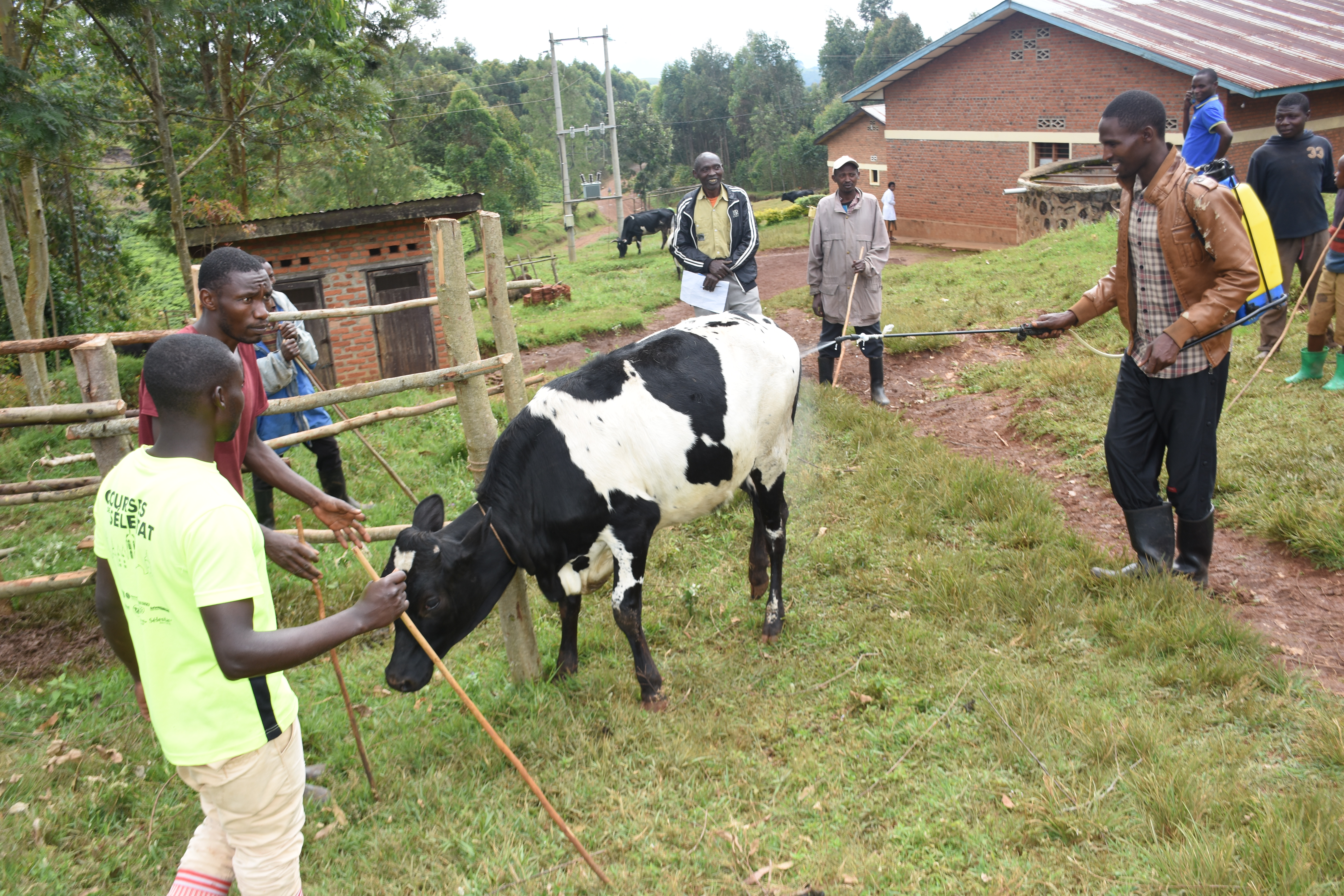 Rusizi / Nkungu: Mituweli y’inka ifasha aborozi kuzigama