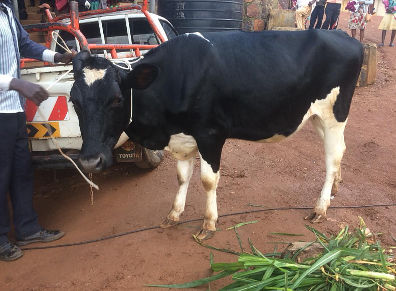 Kamonyi: Bashyikirijwe Inka y’Ubumanzi bari bategereje igihe