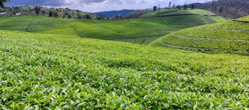 Nyaruguru: Ubuso buto buhingwaho icyayi, butuma uruganda rudakora ku kigero gikwiye