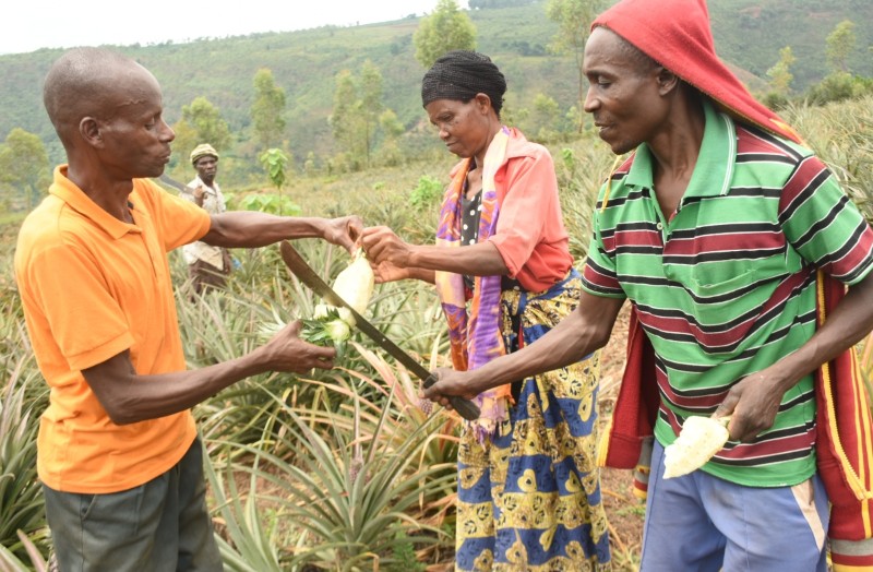 Kamonyi-Ngamba: Hamwe na Huguka, ubuhinzi bw’Inanasi bwabahinduriye ubuzima